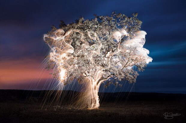 Подсвеченные деревья в фотографиях Vitor Schietti