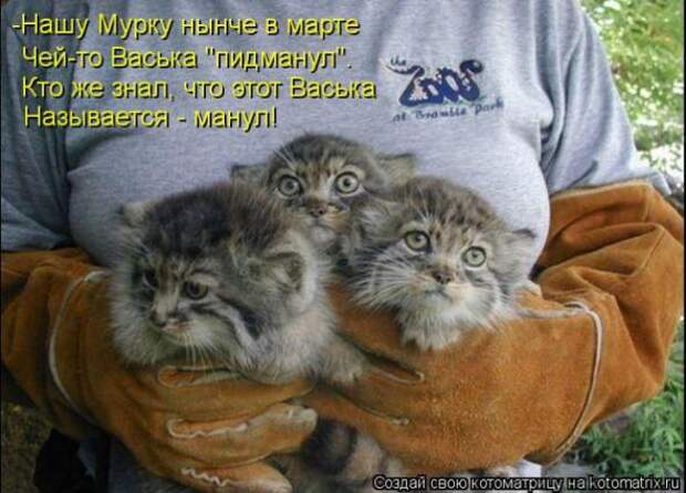 Котоматрицы(картинки с надписями)