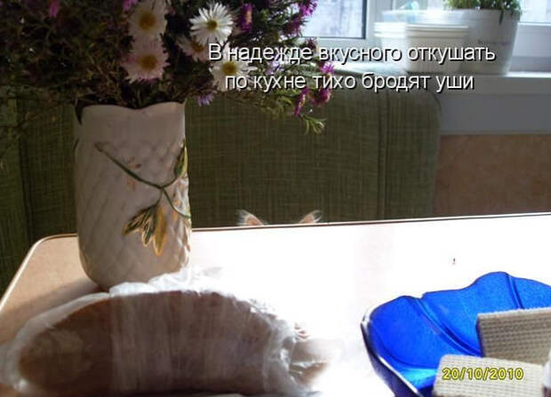 Смешные животные из КотоМатрицы (49 шт.)