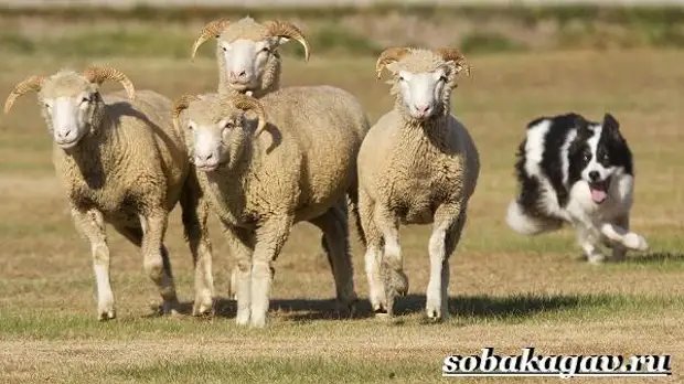 Бордер колли собака. Описание, особенности, уход и цена бордер колли