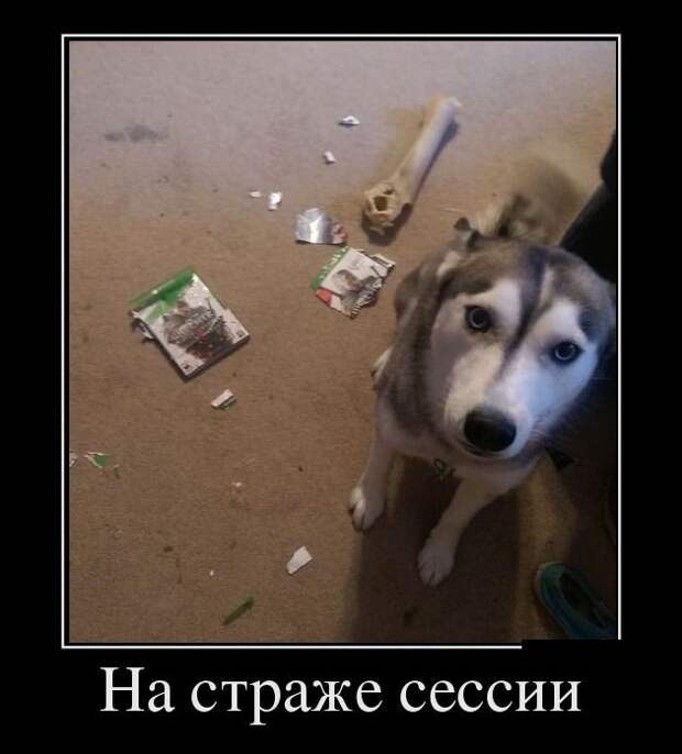 Пятничная подборка демотиваторов демотиватор, юмор