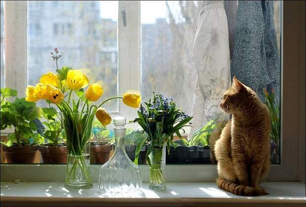 Коты, смотрящие в окно коты, окно, фотографии