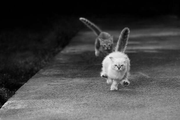 Прикольные картинки. Вечерний выпуск (54 фото)