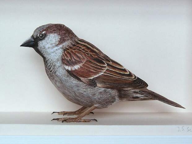 3dbird05 3dbird05 Невероятно реалистичные бумажные 3D птицы