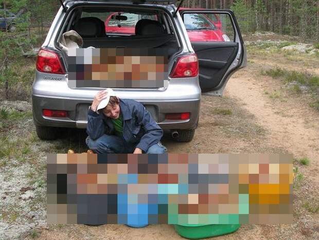 Удачный выдался денек Удачный выдался денек Коми, грибы, осень