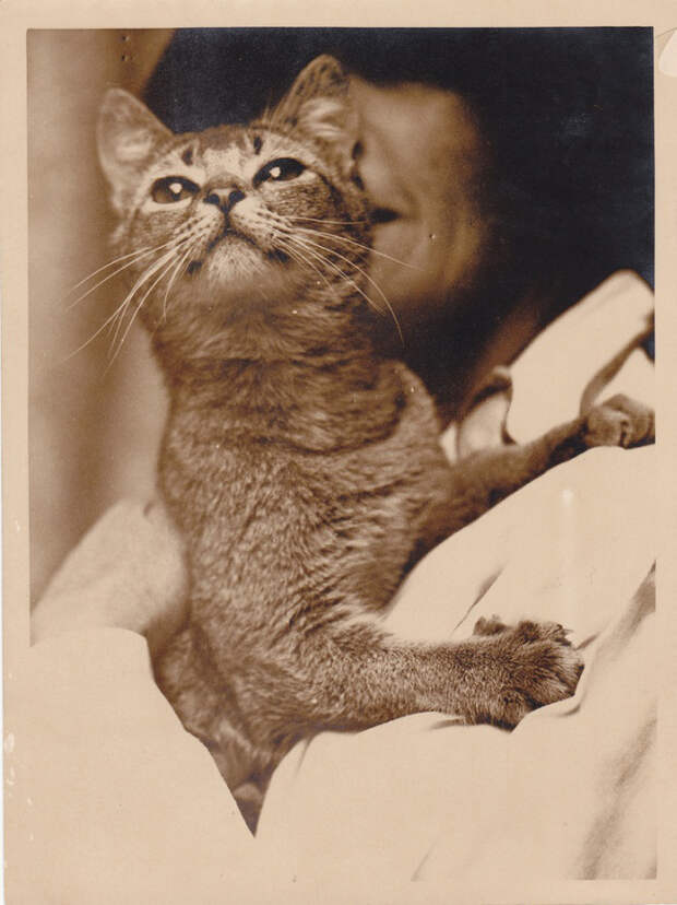 старинные открытки с котами 