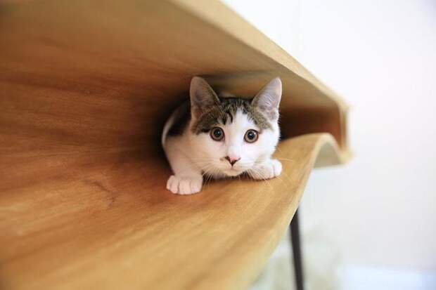 стол для кошек