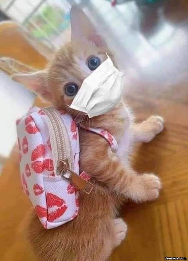 юмор, приколы