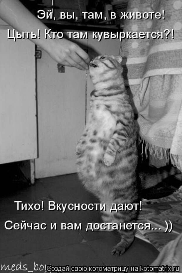 Лучшие котоматрицы недели