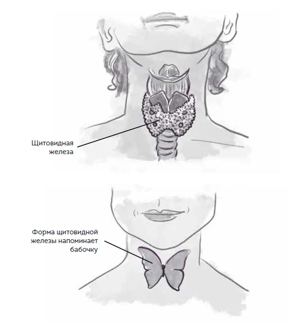 расположение щитовидной железы у женщин картинка фото