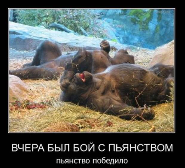 Демотиваторы, они прикольные, других и не держим.