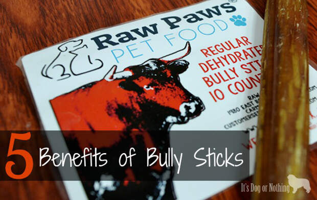 Bully sticks are a great treat for your dog and here are 5 reasons why!