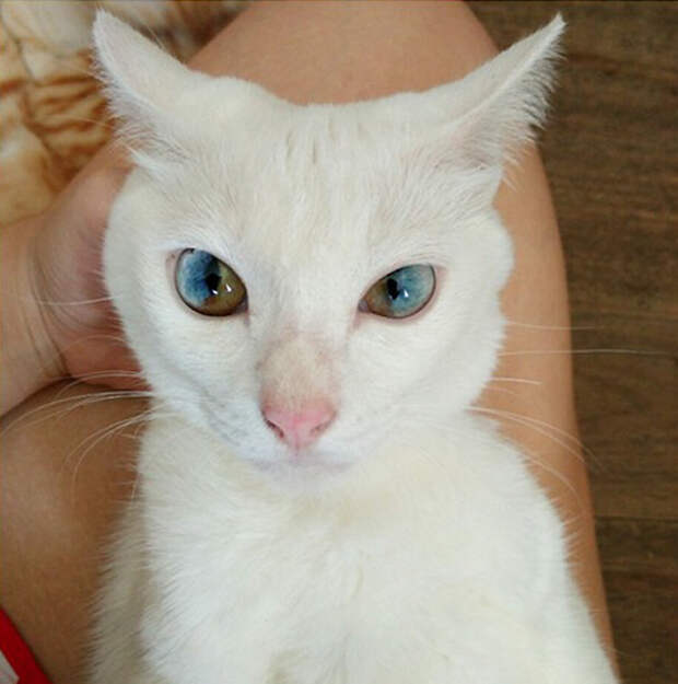 Целая Вселенная в глазах кошки гетерохромия, глаза, кот