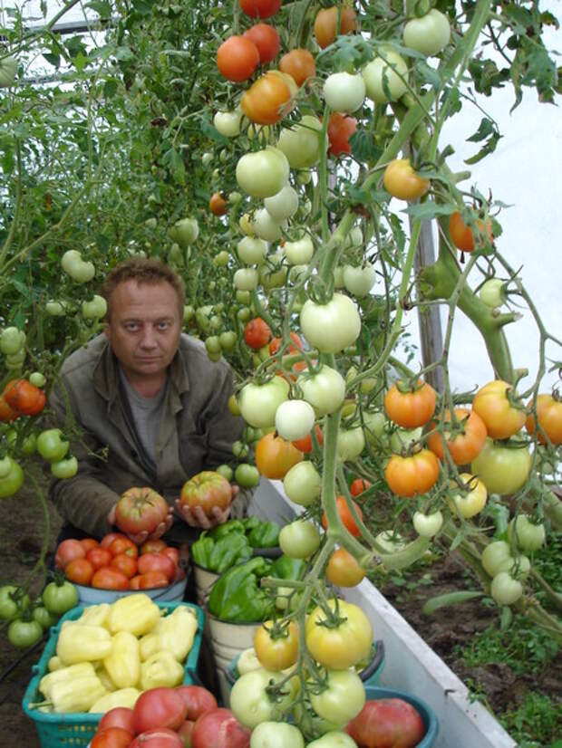 Изумительные урожайные грядки Игоря Лядова DSC00024А (450x600, 118Kb)