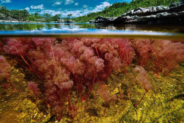 Bigpicture ru ogrunewald cano cristales 43 180
