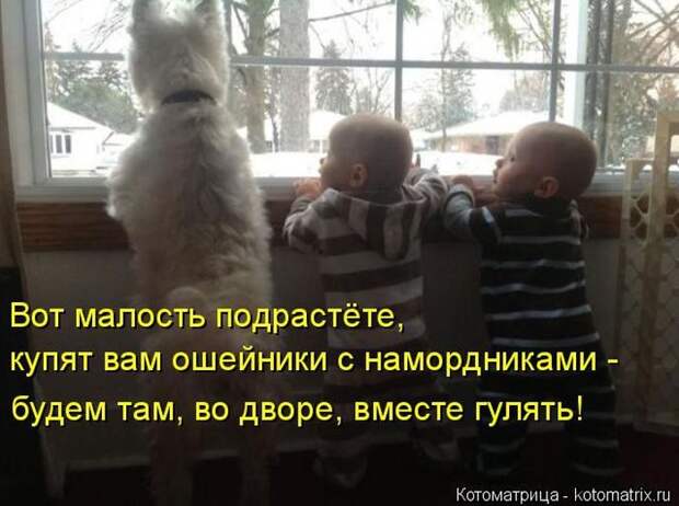 Лучшие котоматрицы недели