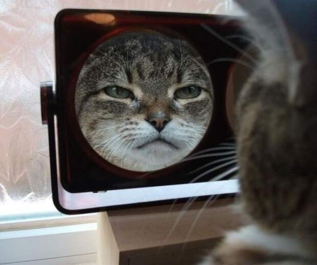 Это я смотрю на себя утром девушки, животные