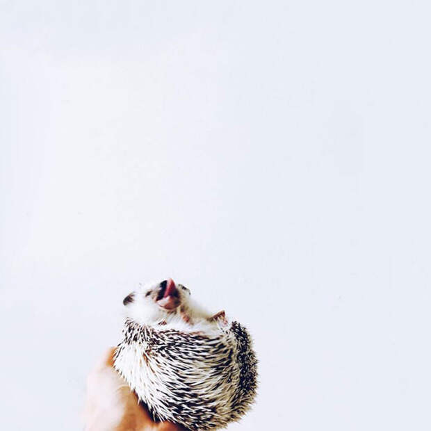 ordinary-hedgehogs-photography-hedgehographer-3