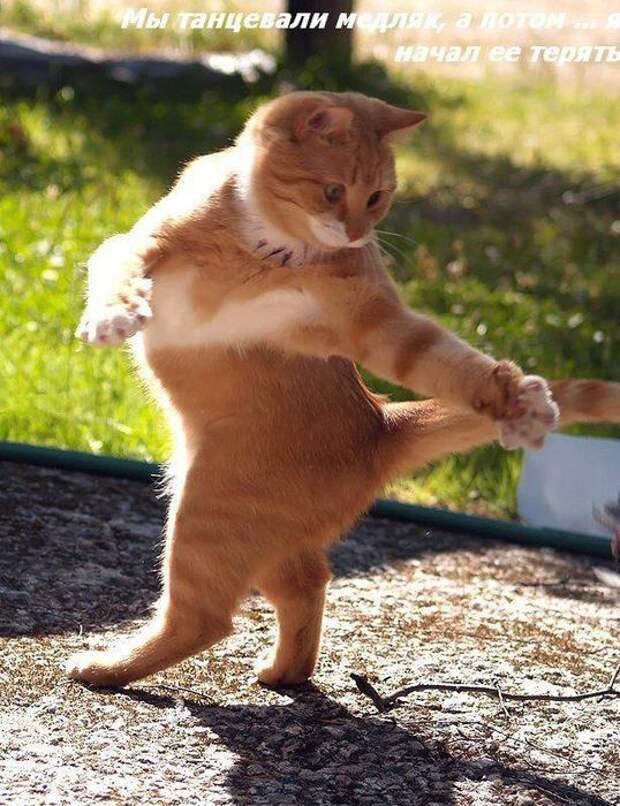 Жизнь кошачья :) (39 фото)