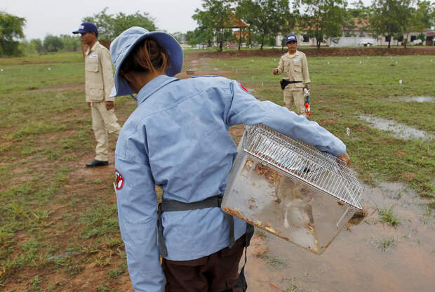 Гигантские крысы-саперы разминируют Камбоджу