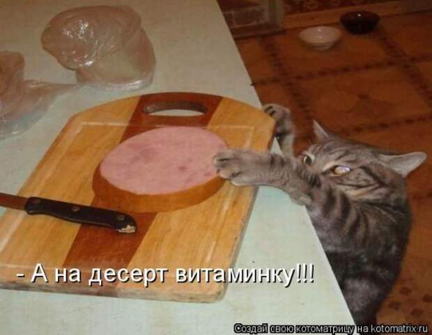 Котоматрицы (картинки с надписями)