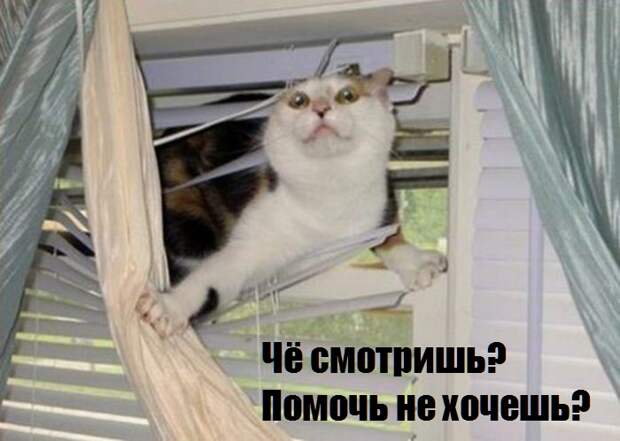 Коты и жалюзи Коты и жалюзи
