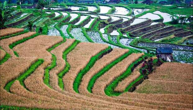 Балийские рисовые поля