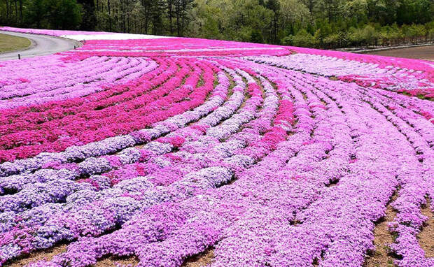 Холм Shibazakura цветение флоксов 13 (700x432, 249Kb)