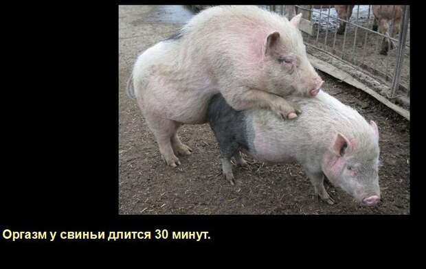 Мир удивителен, господа! Мир удивителен, господа! интересное, мир, невероятное