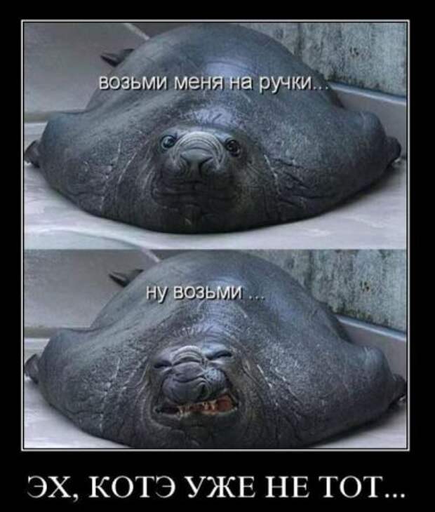 Новенькие смешные демотиваторы.