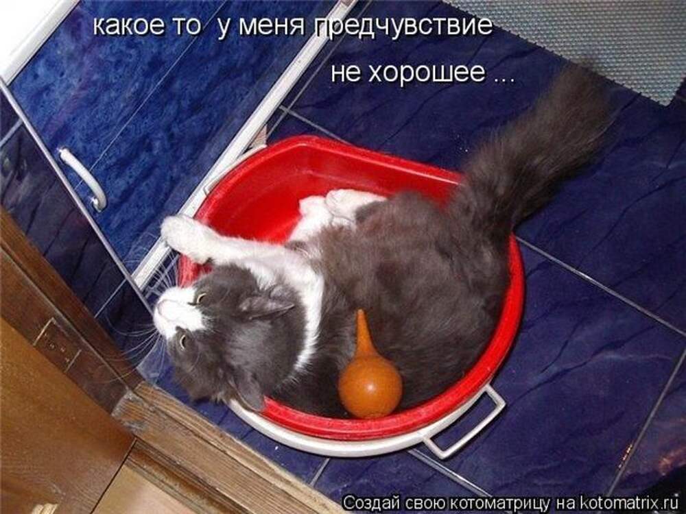 Клизма котенку. Клизма коту при запоре в домашних.