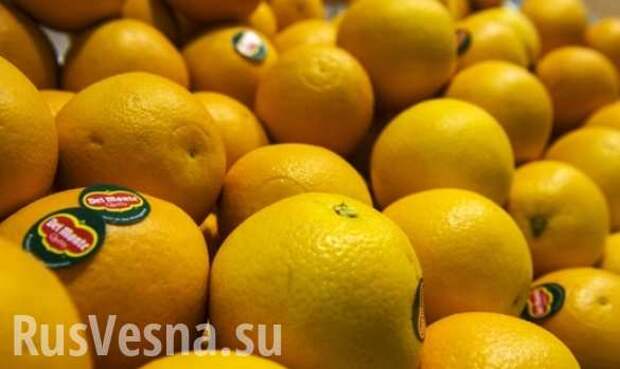 Из порта Латакии в Россию отправилась первая партия сирийских фруктов | Русская весна
