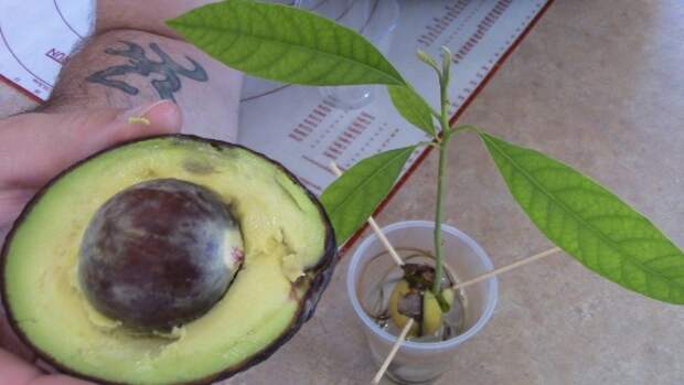 авокадо из косточки 2: Органическое земледелие, пермакультура