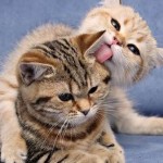 котик облизывает котика