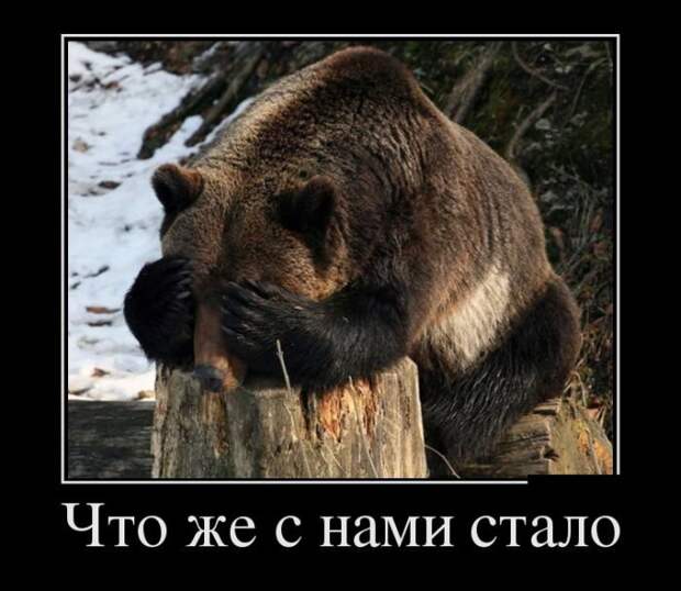 Демотиваторы про животных демотиваторы, животные, прикол, юмор