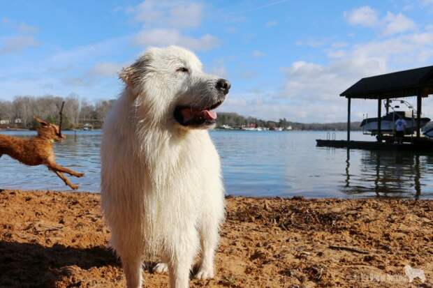 Great Pyrenees