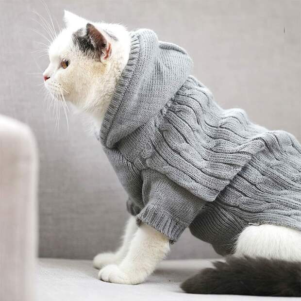 Юбочка для мурочки. Нужны ли кошкам наряды?