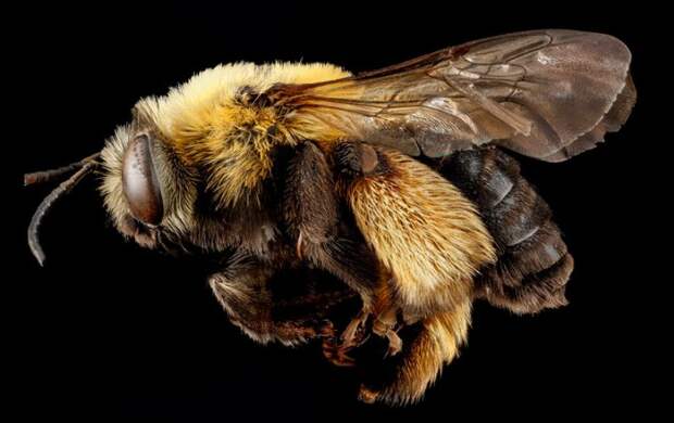 Melissodes dentiventris