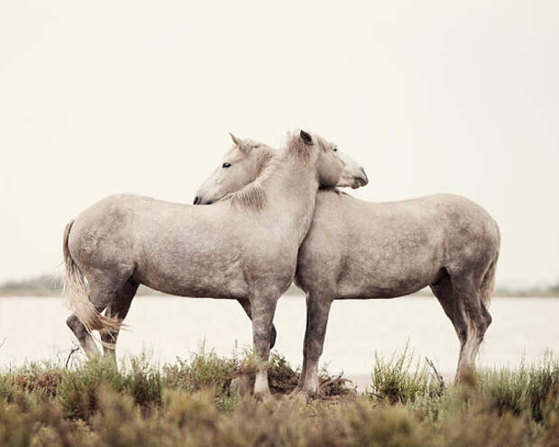 Embrace - Nature Photography, White Horses, Horse Photograph, Valentine Day, Spring, Rustic, Cream, Nursery Art, Baby's Room