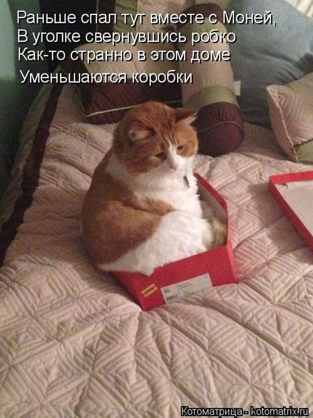 Котоматрица: Раньше спал тут вместе с Моней, В уголке свернувшись робко Как-то странно в этом доме Уменьшаются коробки