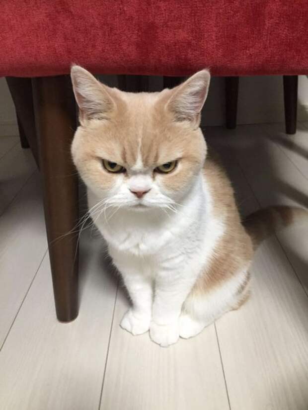 Grumpy Cat в японской версии (14 фото)