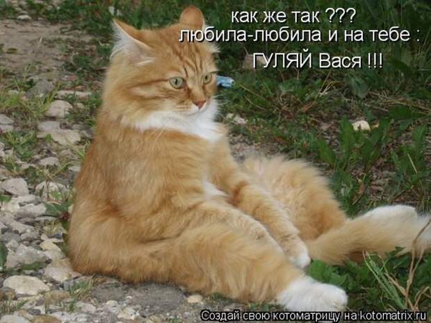 Лучшие котоматрицы недели