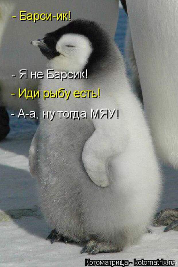 Чудная котоматрица 30