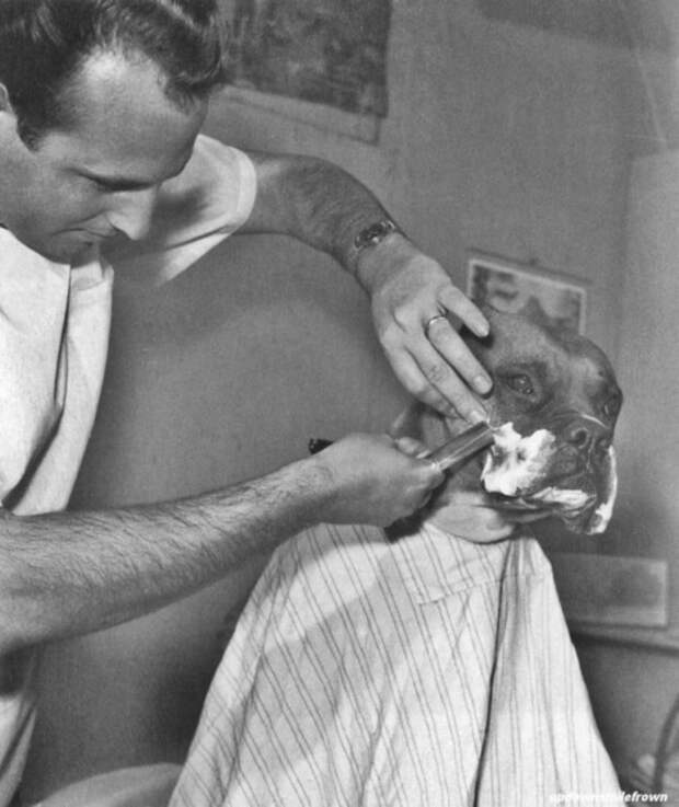 Телезвезда бульдог Фриц пользуется услугами парикмахера (1961) Телезвезда бульдог Фриц пользуется услугами парикмахера (1961) история, ретро, фото