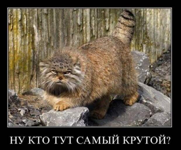 Новые демотиваторы на начало недели!