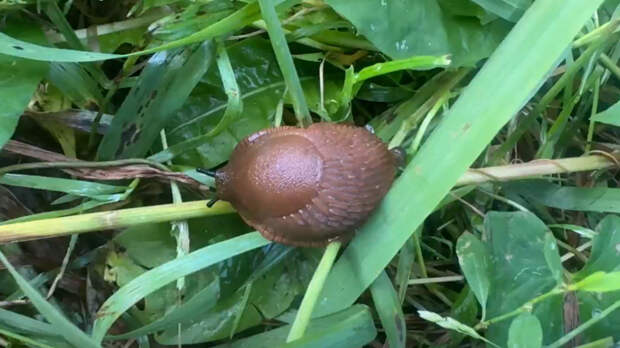 В Ленобласти проснулись испанские слизни
