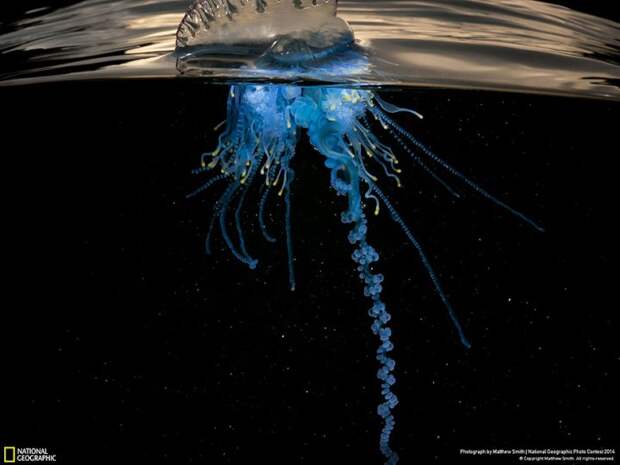 лучшие снимки фотоконкурса National Geographic 2014 медуза