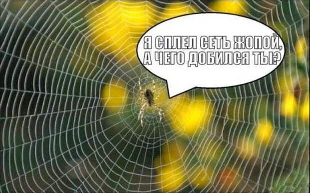Смешные картинки с подписями катинки, прикол, юмор