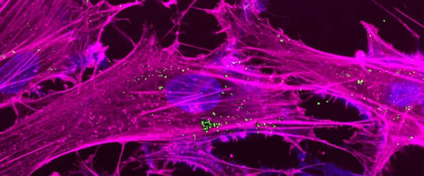 Новая технология обращает вспять клеточное старение без лекарств