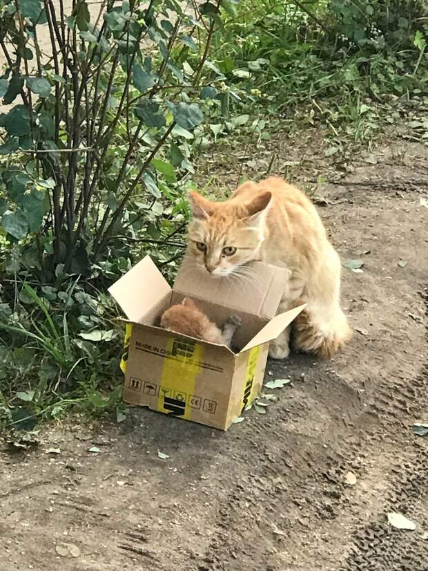 Теперь всегда проверяю под капотом... Котята, Кот под капотом, Животные, Авто, Автомобилисты, Длиннопост, Кот